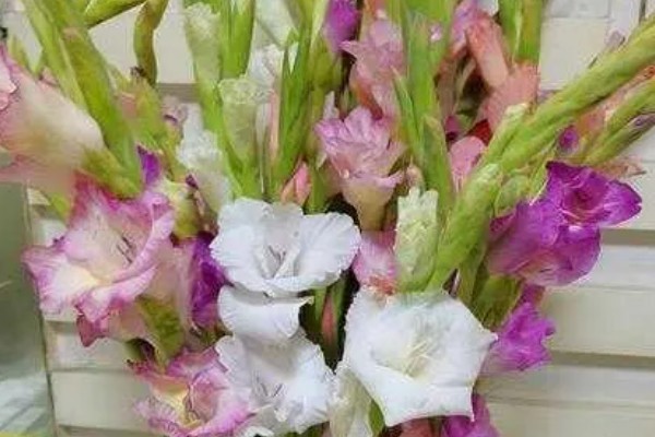 剑兰一年会开几次花,一年仅开一次花