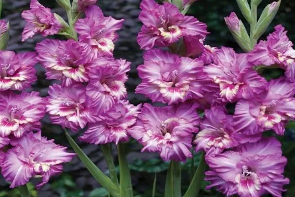 剑兰一年会开几次花,一年仅开一次花