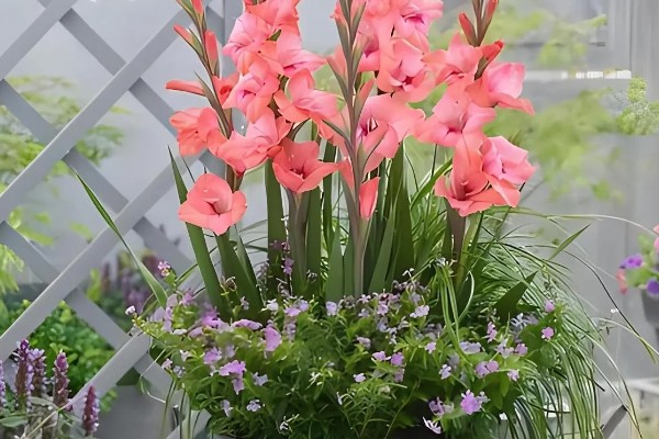 剑兰一年会开几次花,一年仅开一次花