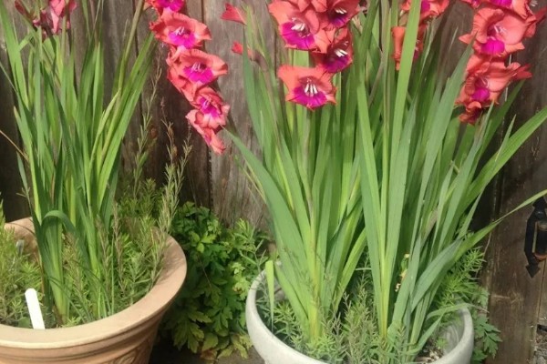 剑兰一年会开几次花,一年仅开一次花