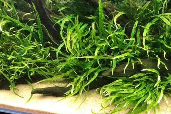 黑木蕨水草好不好养，想养好具有一定难度