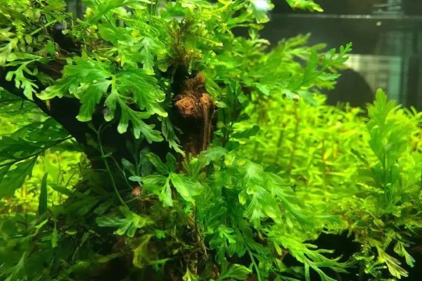 黑木蕨水草好不好养，想养好具有一定难度