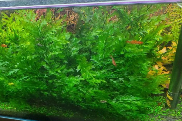 黑木蕨水草好不好养，想养好具有一定难度