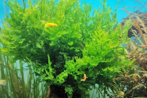 黑木蕨水草好不好养，想养好具有一定难度