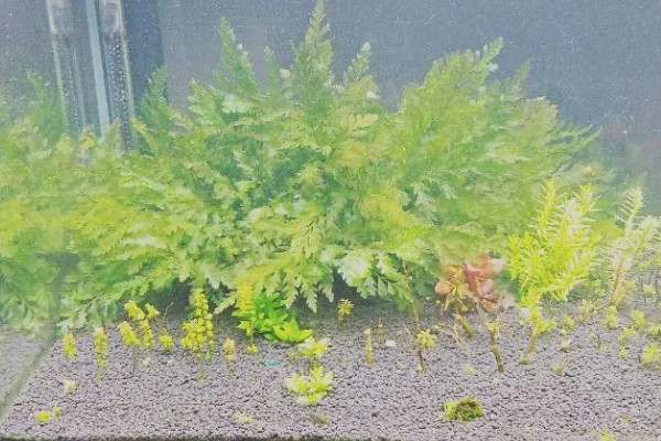 黑木蕨水草好不好养，想养好具有一定难度