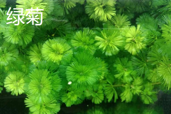 黑木蕨水草好不好养，想养好具有一定难度