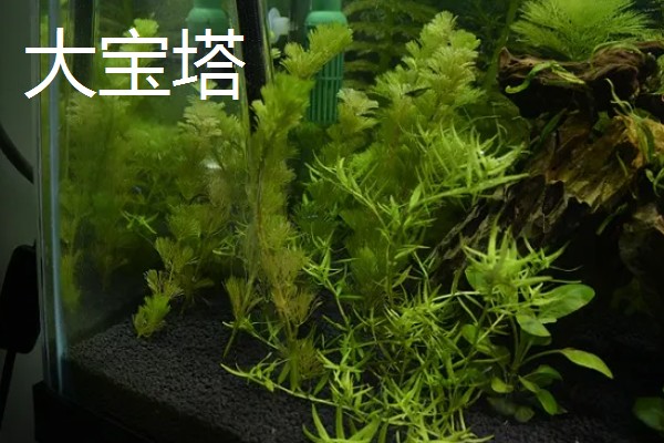 黑木蕨水草好不好养，想养好具有一定难度