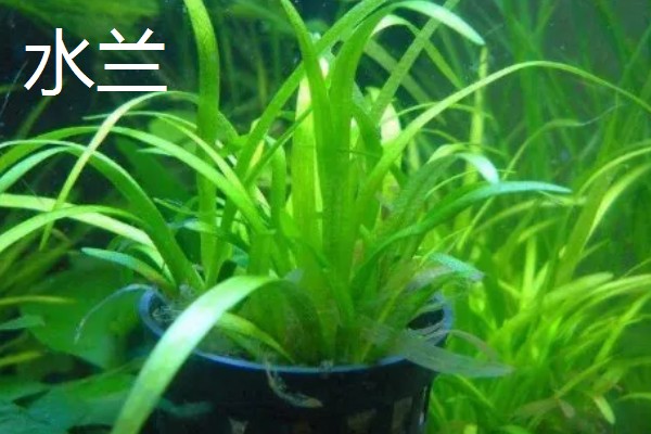 黑木蕨水草好不好养，想养好具有一定难度