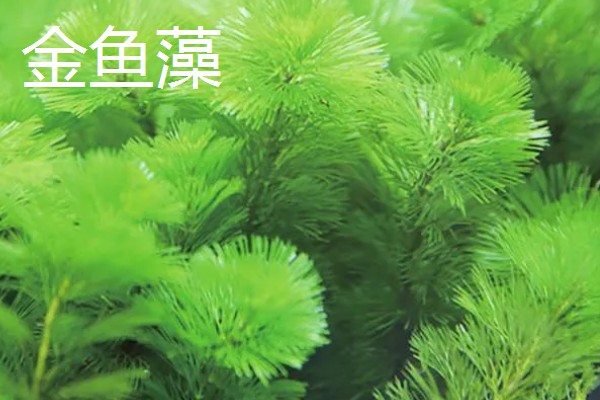 黑木蕨水草好不好养，想养好具有一定难度