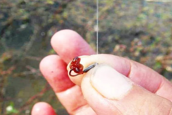 野钓用什么饵料，推荐自然饵料、商品饵料等