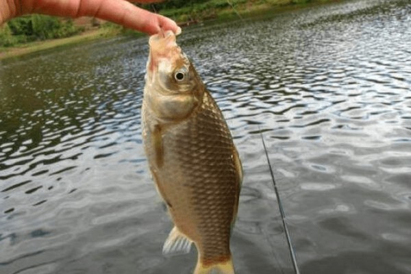 野钓用什么饵料，推荐自然饵料、商品饵料等