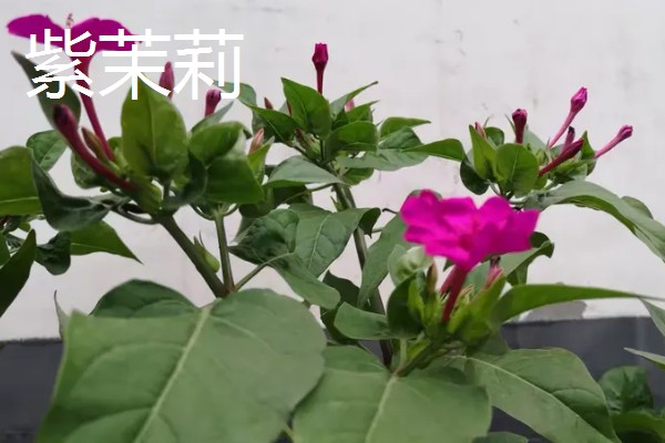 紫茉莉是不是烟草花,科属、花期、外形等方面都不同