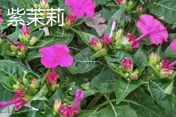 紫茉莉是不是烟草花,科属、花期、外形等方面都不同