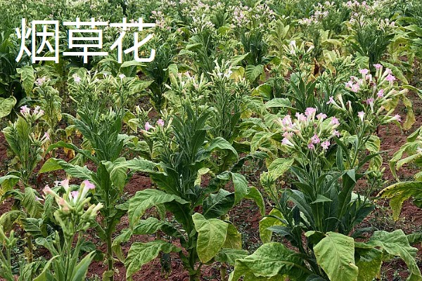 紫茉莉是不是烟草花,科属、花期、外形等方面都不同