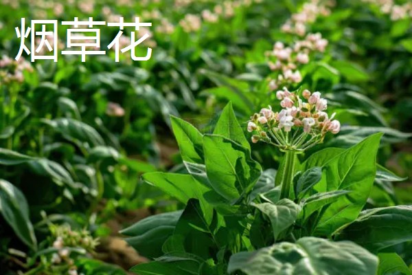 紫茉莉是不是烟草花,科属、花期、外形等方面都不同