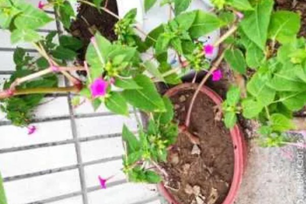 紫茉莉是不是烟草花,科属、花期、外形等方面都不同