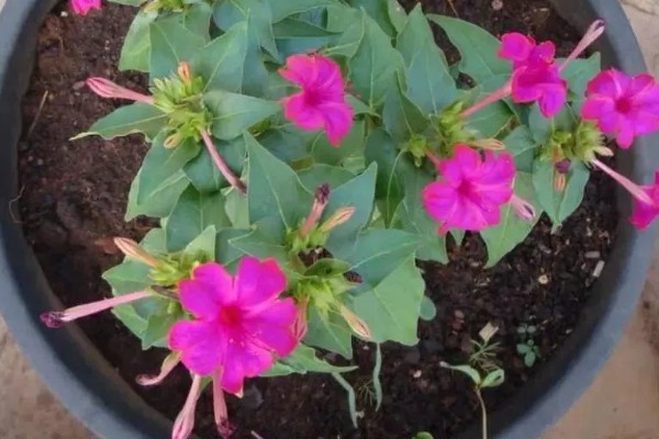 紫茉莉是不是烟草花,科属、花期、外形等方面都不同