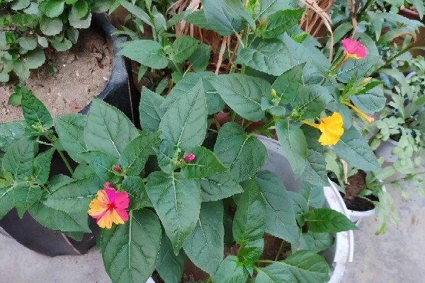 紫茉莉是不是烟草花,科属、花期、外形等方面都不同
