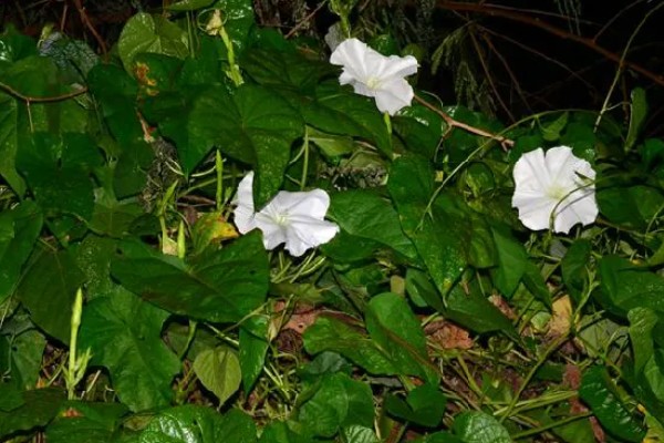 月光花的形态特征,长可达10m