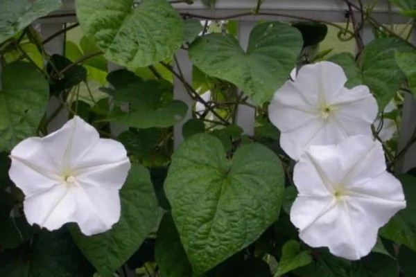 月光花的形态特征,长可达10m
