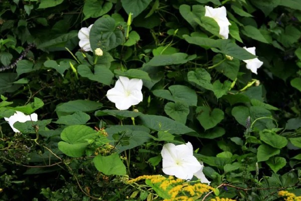 月光花的形态特征,长可达10m