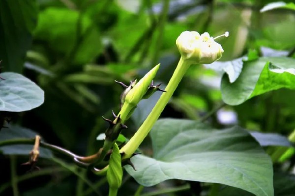 月光花的形态特征,长可达10m