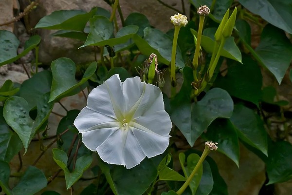 月光花的形态特征,长可达10m