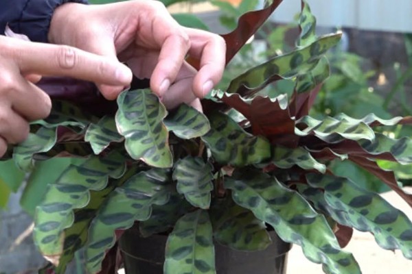 猫眼竹芋剪了可以发芽么，当然可以发芽