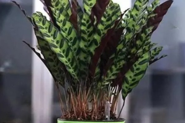 猫眼竹芋剪了可以发芽么，当然可以发芽