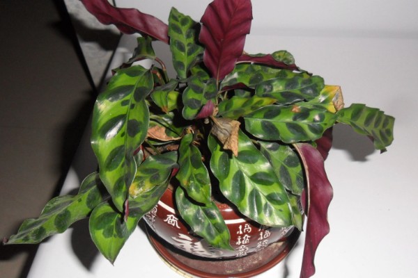 猫眼竹芋剪了可以发芽么，当然可以发芽