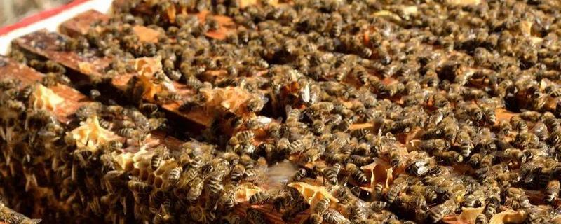 中蜂双王群如何安全组建，喷洒蜂蜜水可以混淆群味