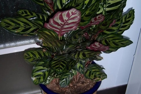 猫眼竹芋剪了可以发芽么，当然可以发芽