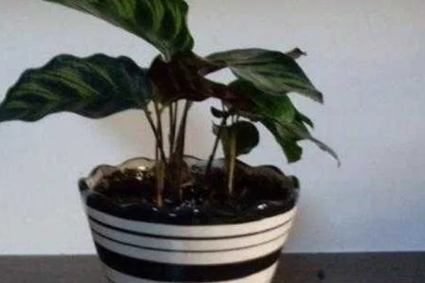 猫眼竹芋剪了可以发芽么，当然可以发芽