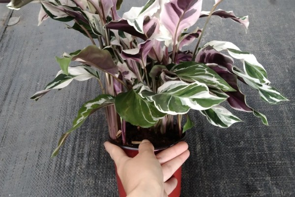 猫眼竹芋剪了可以发芽么，当然可以发芽