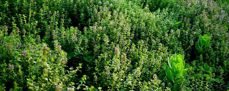 百里香简介，是常绿草本或半灌木植物