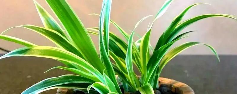 虎皮兰的花香对人有毒吗，香气无毒无害