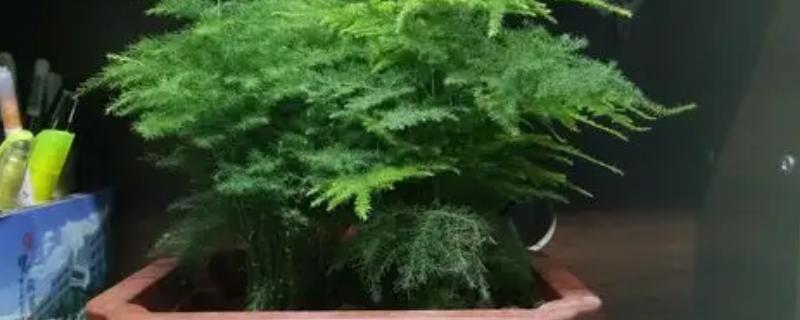 云竹怎样种植,可播种繁殖