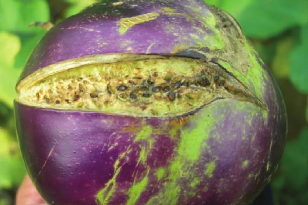 茄子裂果的原因，主要是生长调节剂使用不当所致