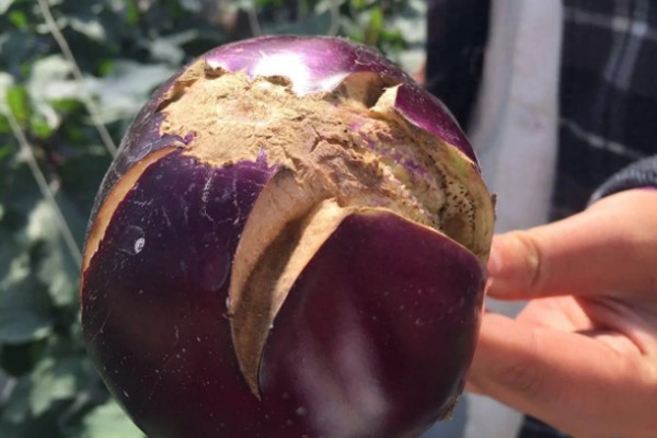 茄子裂果的原因，主要是生长调节剂使用不当所致