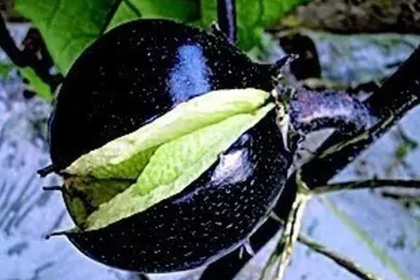 茄子裂果的原因，主要是生长调节剂使用不当所致