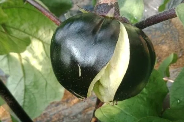 茄子裂果的原因，主要是生长调节剂使用不当所致