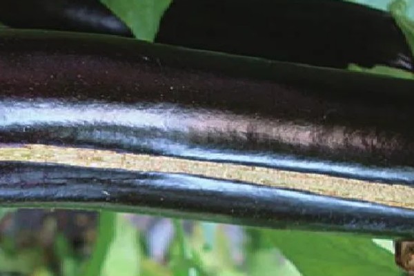 茄子裂果的原因，主要是生长调节剂使用不当所致