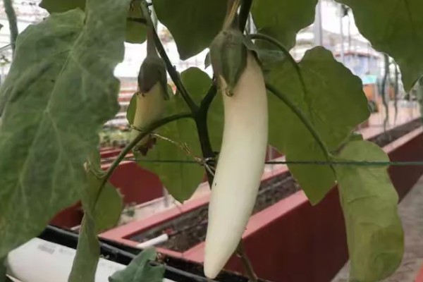 茄子裂果的原因，主要是生长调节剂使用不当所致