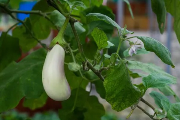 茄子裂果的原因，主要是生长调节剂使用不当所致