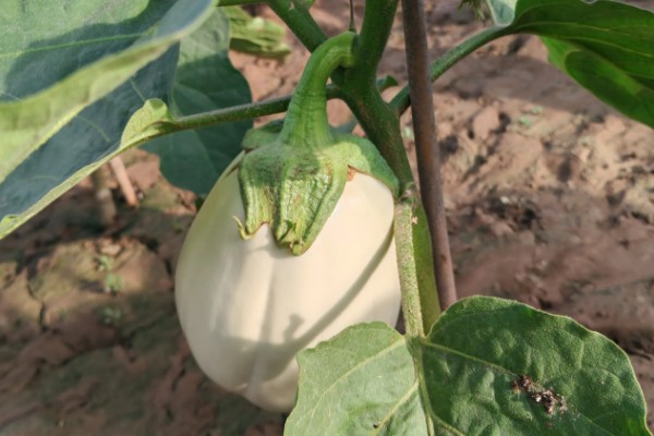 茄子裂果的原因，主要是生长调节剂使用不当所致