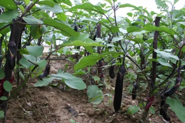 茄子裂果的原因，主要是生长调节剂使用不当所致