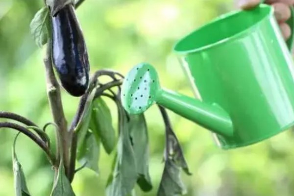 茄子裂果的原因，主要是生长调节剂使用不当所致