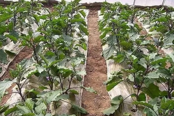 茄子裂果的原因，主要是生长调节剂使用不当所致