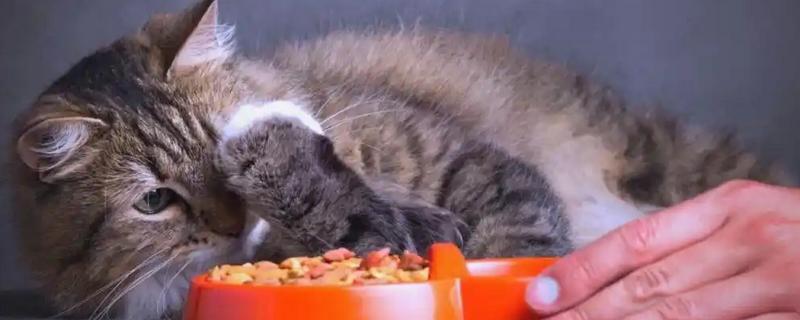 小猫不吃猫粮但又要叫的原因,可能是还没有吃习惯