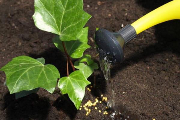 常春藤怎么养才长得快，一般1-2年换一次盆